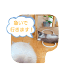 ルビー＆ソラの日常（個別スタンプ：18）
