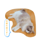 ルビー＆ソラの日常（個別スタンプ：23）