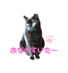 黒猫くうちゃん（個別スタンプ：4）