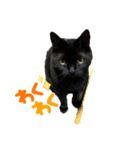 黒猫くうちゃん（個別スタンプ：6）