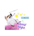 チワワのココ太（個別スタンプ：4）