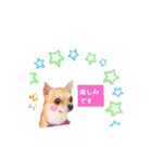 チワワのココ太（個別スタンプ：5）