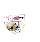 チワワのココ太（個別スタンプ：14）