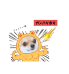 チワワのココ太（個別スタンプ：18）
