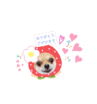 チワワのココ太（個別スタンプ：21）