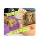 瑠璃と心の日常＆イベント（個別スタンプ：12）