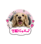 瑠璃と心の日常＆イベント（個別スタンプ：20）