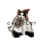 ニャンだこら！ワンだこら！（個別スタンプ：6）