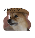 ニャンだこら！ワンだこら！（個別スタンプ：7）