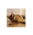 RonRonBOYS（個別スタンプ：14）
