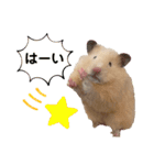 ハム子のポテトさん（個別スタンプ：21）
