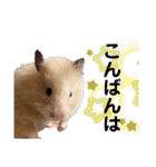 ハム子のポテトさん（個別スタンプ：24）