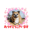 チワジャックのハルク（個別スタンプ：3）