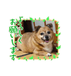 チワジャックのハルク（個別スタンプ：4）