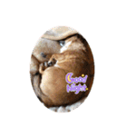 チワジャックのハルク（個別スタンプ：7）