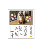 チワジャックのハルク（個別スタンプ：12）