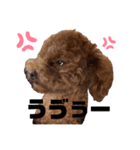 トイプードルのTimmy君（個別スタンプ：3）