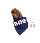 トイプードルのTimmy君（個別スタンプ：6）