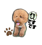トイプードルの兄弟.pu.lo（個別スタンプ：7）
