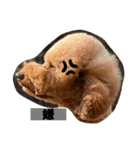トイプードルの兄弟.pu.lo（個別スタンプ：12）