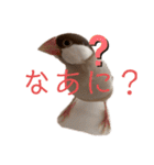 シナモン文鳥さん（個別スタンプ：1）