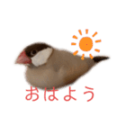 シナモン文鳥さん（個別スタンプ：2）