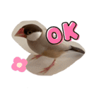 シナモン文鳥さん（個別スタンプ：3）