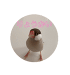 シナモン文鳥さん（個別スタンプ：4）
