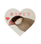 シナモン文鳥さん（個別スタンプ：5）