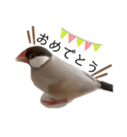 シナモン文鳥さん（個別スタンプ：6）