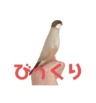 シナモン文鳥さん（個別スタンプ：7）