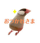 シナモン文鳥さん（個別スタンプ：8）