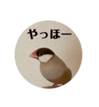 シナモン文鳥さん（個別スタンプ：9）