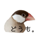 シナモン文鳥さん（個別スタンプ：10）