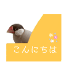 シナモン文鳥さん（個別スタンプ：11）
