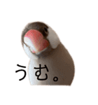 シナモン文鳥さん（個別スタンプ：12）