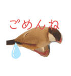 シナモン文鳥さん（個別スタンプ：13）