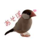 シナモン文鳥さん（個別スタンプ：14）