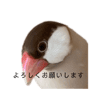 シナモン文鳥さん（個別スタンプ：16）