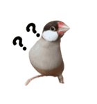 シナモン文鳥さん（個別スタンプ：17）