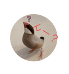 シナモン文鳥さん（個別スタンプ：19）