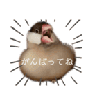 シナモン文鳥さん（個別スタンプ：22）