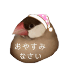 シナモン文鳥さん（個別スタンプ：23）