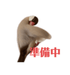 シナモン文鳥さん（個別スタンプ：24）