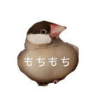 シナモン文鳥さん（個別スタンプ：28）