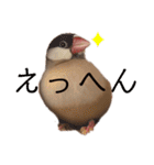 シナモン文鳥さん（個別スタンプ：29）