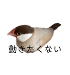 シナモン文鳥さん（個別スタンプ：30）