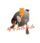 シナモン文鳥さん（個別スタンプ：31）