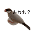 シナモン文鳥さん（個別スタンプ：32）