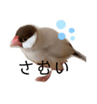 シナモン文鳥さん（個別スタンプ：33）